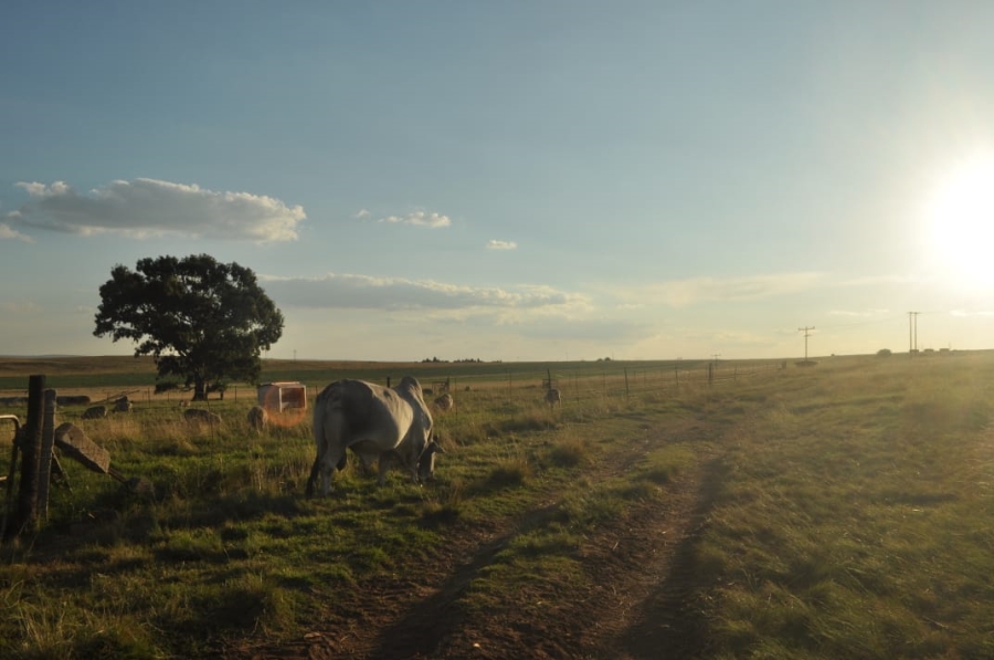 5 Bedroom Property for Sale in Reitz Rural Free State